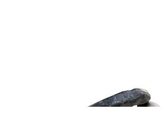 Realistic Black Python - Wrapping (front-view)- Closeup - Greenscreen Video - CGI